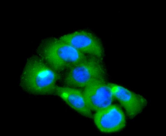 CD14 Antibody in Immunocytochemistry (ICC/IF)