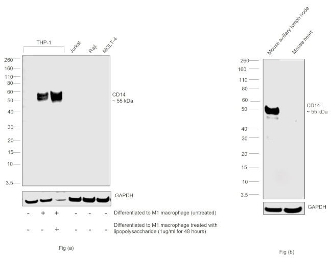 CD14 Antibody