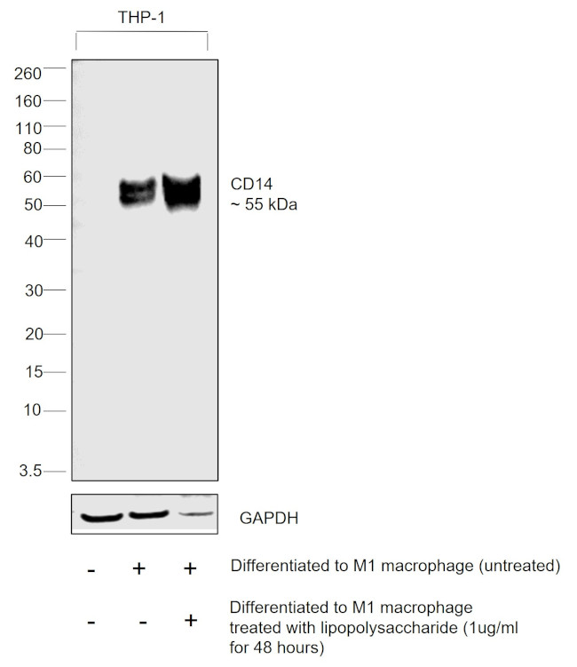 CD14 Antibody