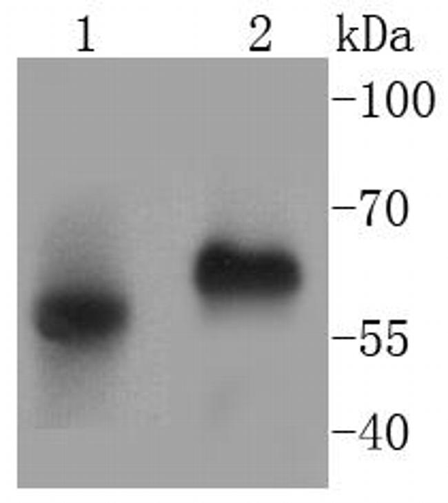 CD14 Antibody in Western Blot (WB)