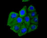 Adiponectin Receptor 1 Antibody in Immunocytochemistry (ICC/IF)