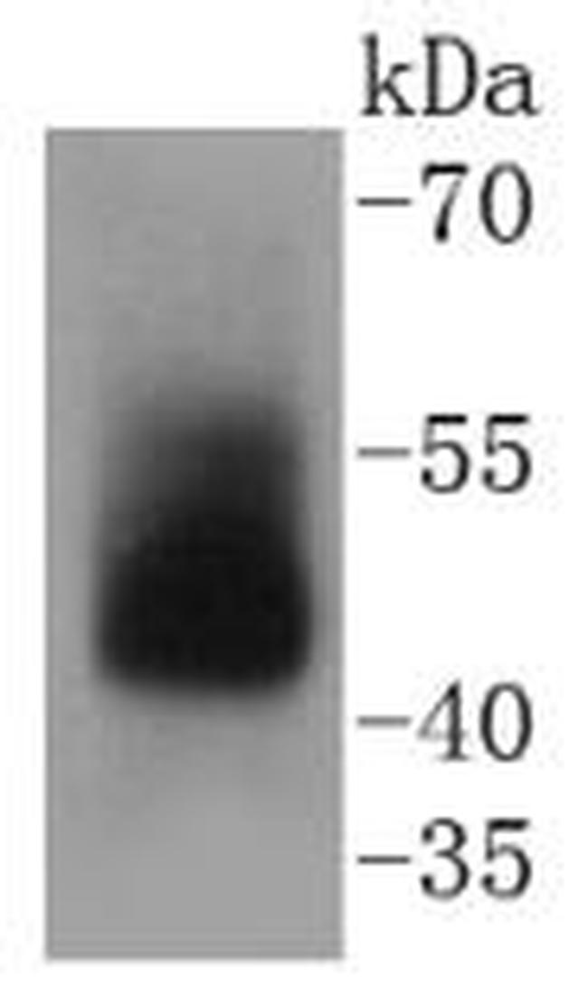 Adiponectin Receptor 1 Antibody in Western Blot (WB)