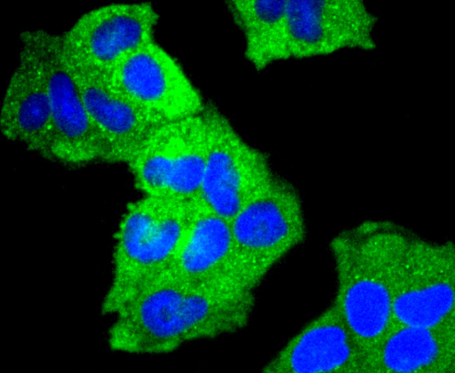 Cortactin Antibody in Immunocytochemistry (ICC/IF)