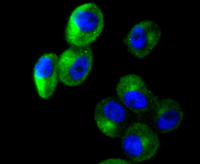 Cortactin Antibody in Immunocytochemistry (ICC/IF)