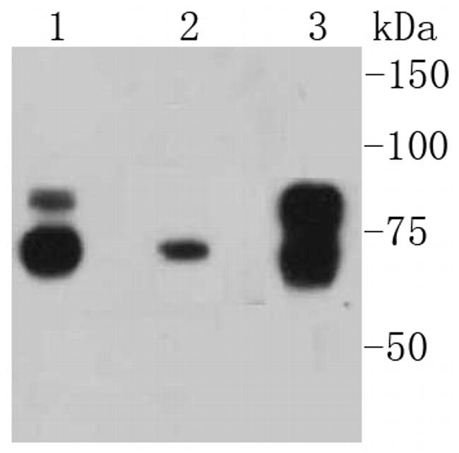 Cortactin Antibody in Western Blot (WB)