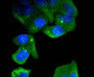 C/EBP beta Antibody in Immunocytochemistry (ICC/IF)