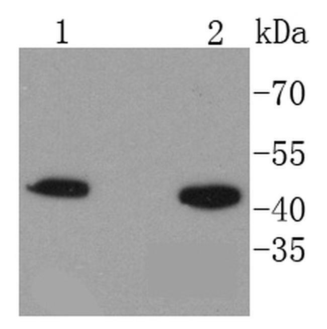 HMBS Antibody in Western Blot (WB)