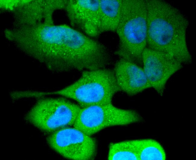 NLRP3 Antibody in Immunocytochemistry (ICC/IF)