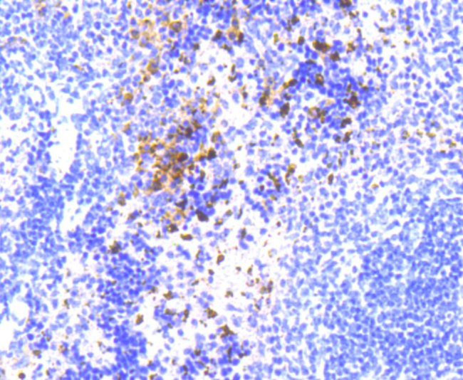 NLRP3 Antibody in Immunohistochemistry (Paraffin) (IHC (P))