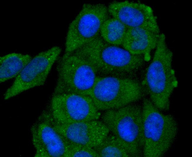 GAP43 Antibody in Immunocytochemistry (ICC/IF)