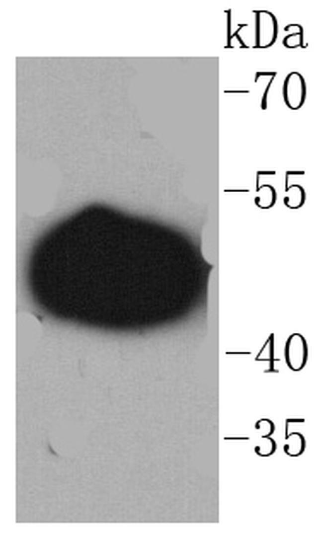 GAP43 Antibody in Western Blot (WB)