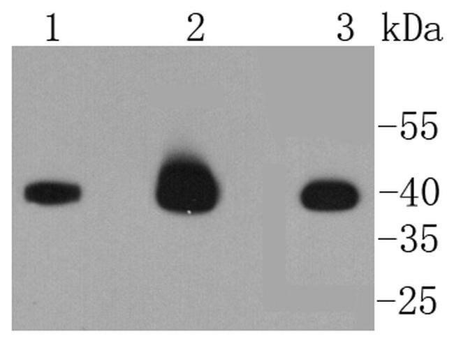 Caspase 9 Antibody in Western Blot (WB)