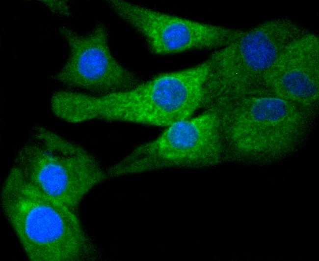 COX1 Antibody in Immunocytochemistry (ICC/IF)