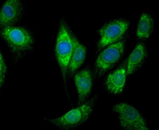 COX1 Antibody in Immunocytochemistry (ICC/IF)