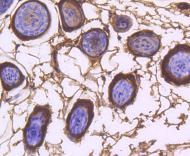 COX1 Antibody in Immunohistochemistry (Paraffin) (IHC (P))