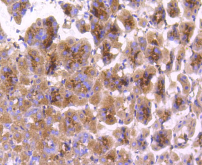 COX1 Antibody in Immunohistochemistry (Paraffin) (IHC (P))