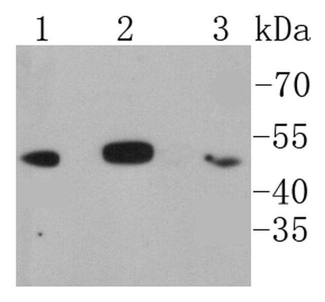 IkB beta Antibody in Western Blot (WB)