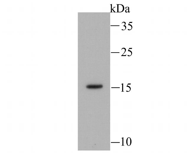 MYL2 Antibody in Western Blot (WB)