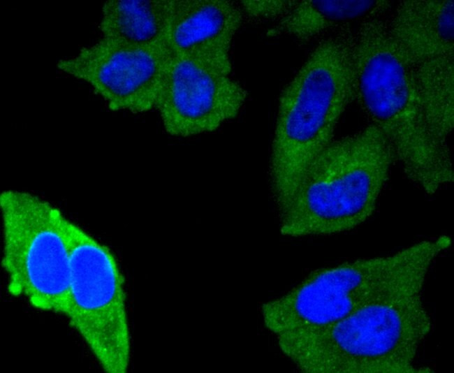 MUC1 Antibody in Immunocytochemistry (ICC/IF)