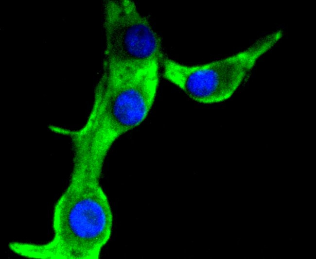 MUC1 Antibody in Immunocytochemistry (ICC/IF)