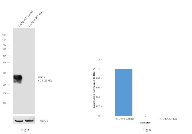 MUC1 Antibody in Western Blot (WB)