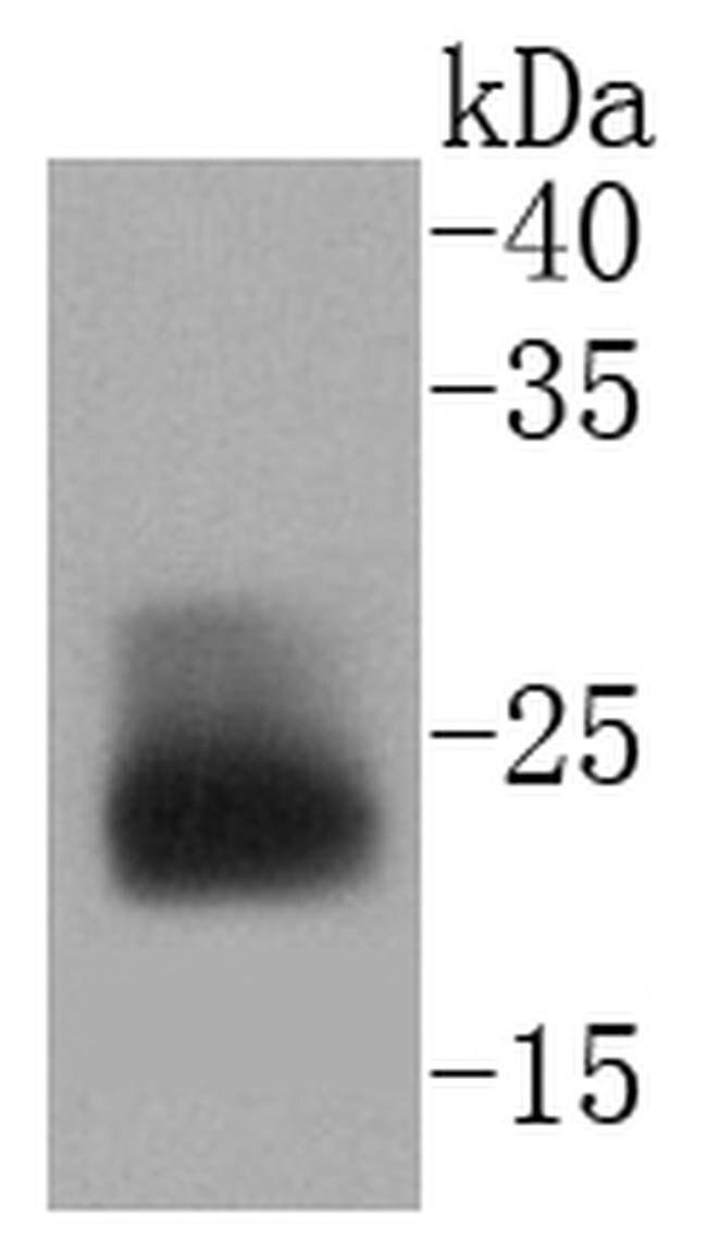 MUC1 Antibody in Western Blot (WB)