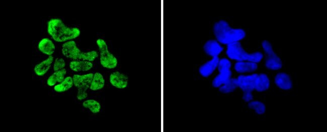 Phospho-MSK1 (Ser376) Antibody in Immunocytochemistry (ICC/IF)