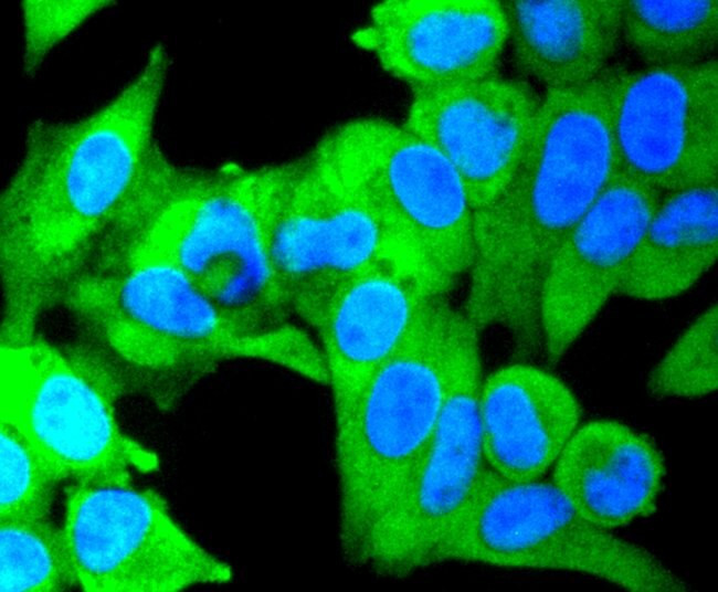 IKK alpha/beta Antibody in Immunocytochemistry (ICC/IF)