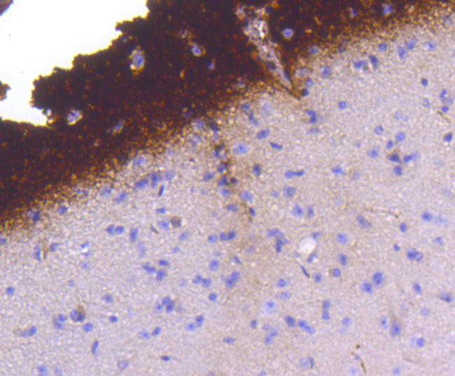 Phospho-Synapsin 1 (Ser9) Antibody in Immunohistochemistry (Paraffin) (IHC (P))