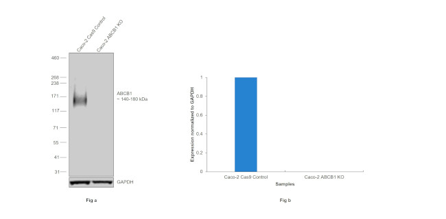 P-Glycoprotein Antibody