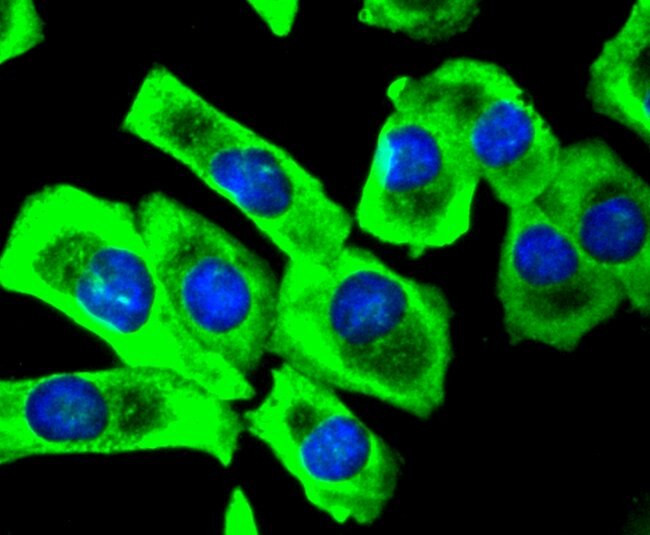 Phospho-SIRT1 (Ser47) Antibody in Immunocytochemistry (ICC/IF)