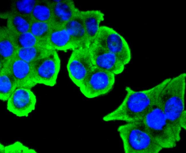 Phospho-SIRT1 (Ser47) Antibody in Immunocytochemistry (ICC/IF)