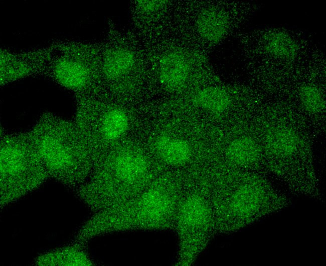 LC3A Antibody in Immunocytochemistry (ICC/IF)