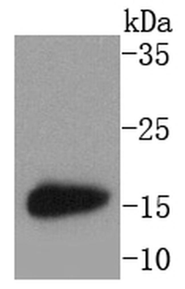 LC3A Antibody in Western Blot (WB)