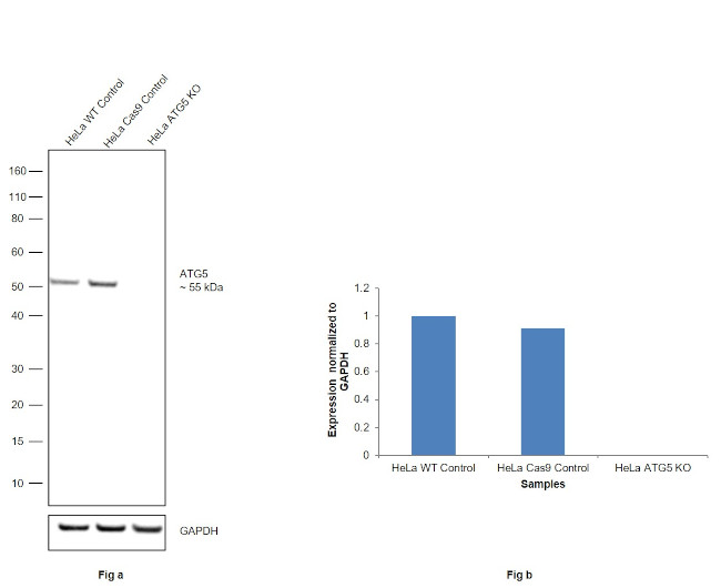 ATG5 Antibody