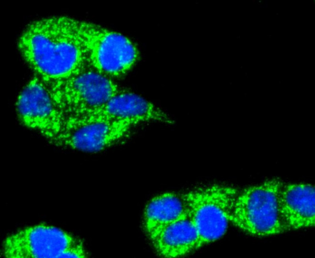 TNFAIP3 Antibody in Immunocytochemistry (ICC/IF)