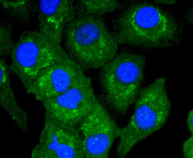 TNFAIP3 Antibody in Immunocytochemistry (ICC/IF)