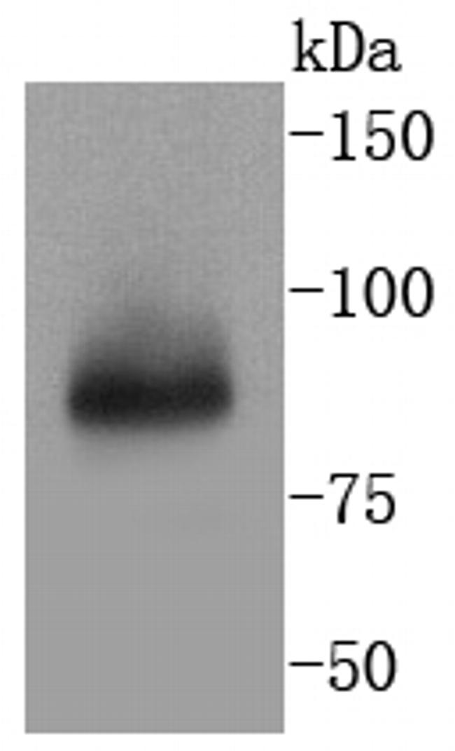 TNFAIP3 Antibody in Western Blot (WB)