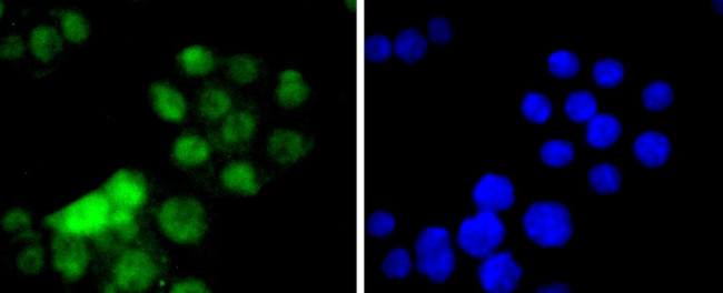 HNF4A Antibody in Immunocytochemistry (ICC/IF)