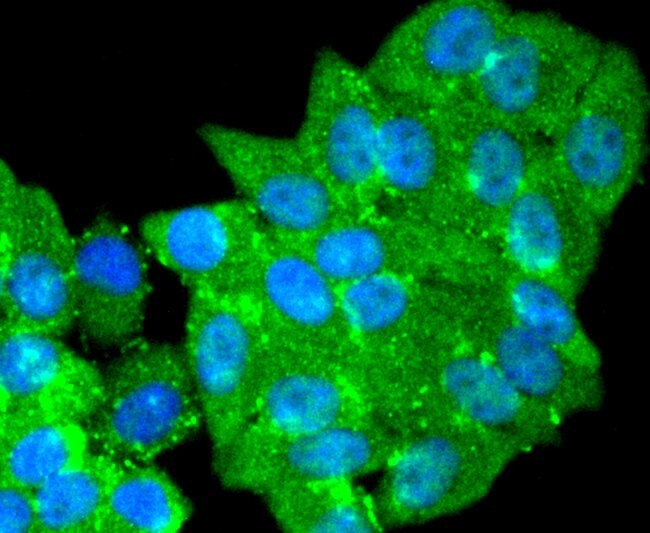 DJ-1 Antibody in Immunocytochemistry (ICC/IF)