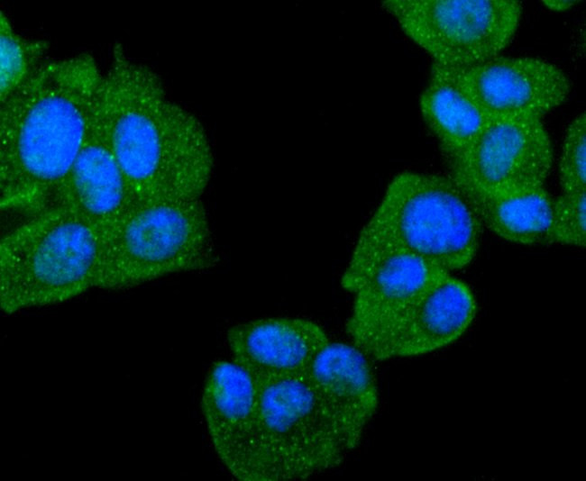 DJ-1 Antibody in Immunocytochemistry (ICC/IF)