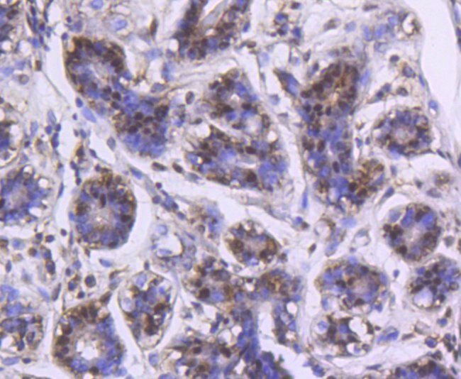 DJ-1 Antibody in Immunohistochemistry (Paraffin) (IHC (P))