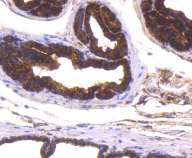 DJ-1 Antibody in Immunohistochemistry (Paraffin) (IHC (P))