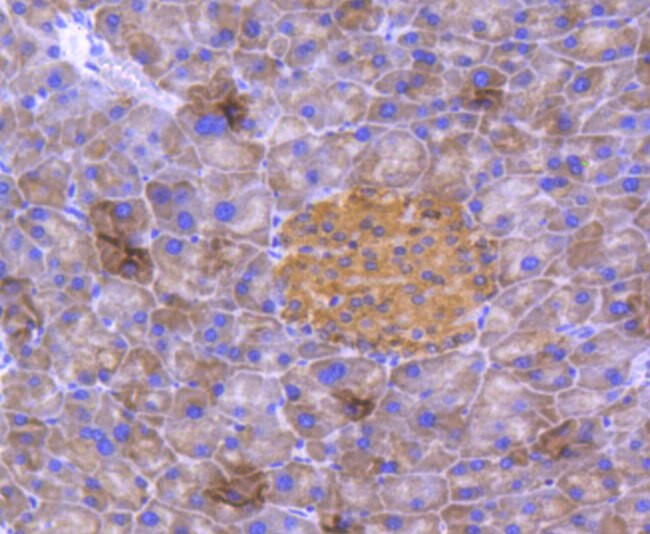 DJ-1 Antibody in Immunohistochemistry (Paraffin) (IHC (P))