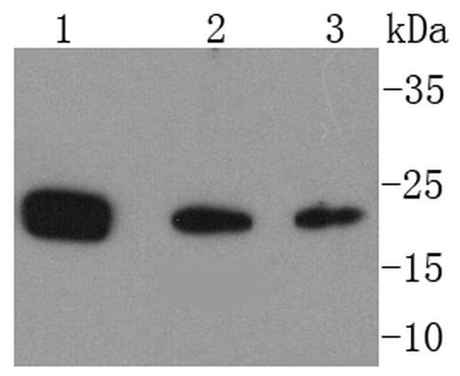 DJ-1 Antibody in Western Blot (WB)