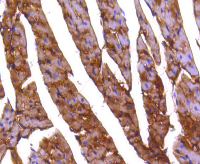 PP2A alpha/beta Antibody in Immunohistochemistry (Paraffin) (IHC (P))