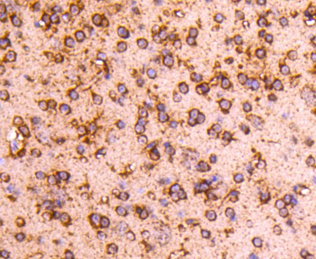 PP2A alpha/beta Antibody in Immunohistochemistry (Paraffin) (IHC (P))