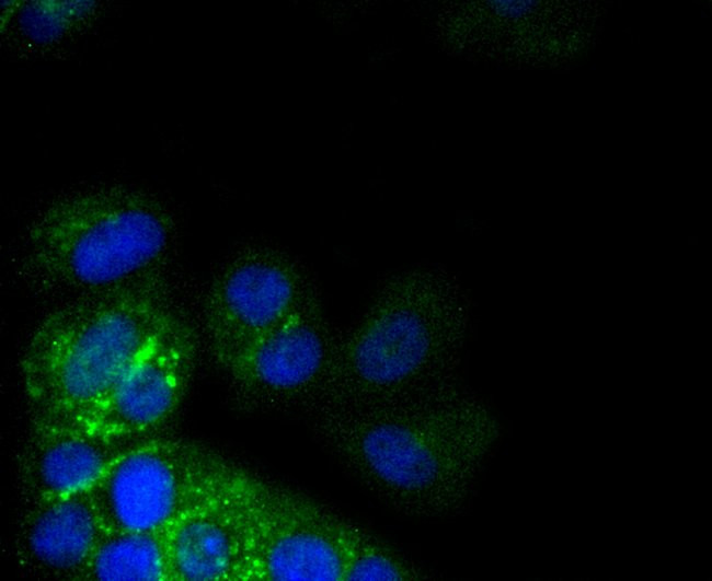 CD49b (Integrin alpha 2) Antibody in Immunocytochemistry (ICC/IF)