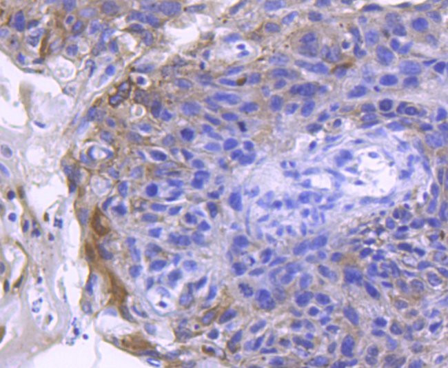 ACE2 Antibody in Immunohistochemistry (Paraffin) (IHC (P))