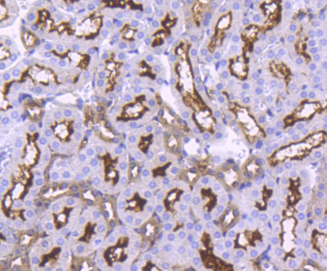 ACE2 Antibody in Immunohistochemistry (Paraffin) (IHC (P))